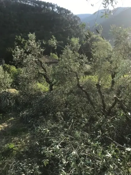 photo intelligence collective 1_11zon